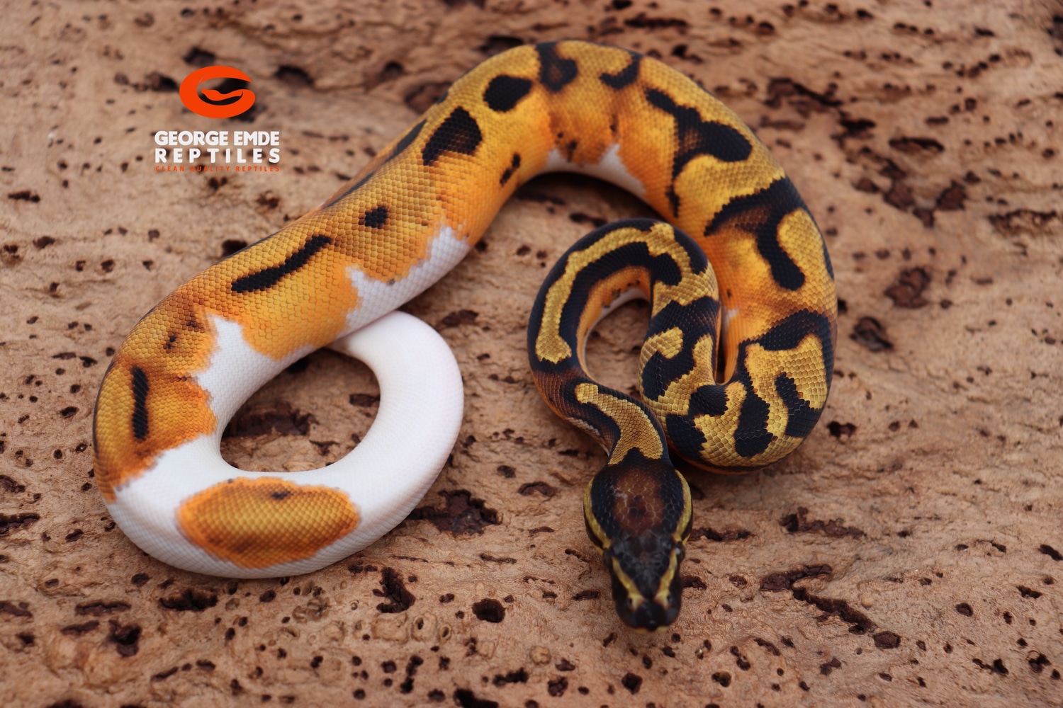 Orange Dream Pied Het Albino Ball Python by George Emde Reptiles ...