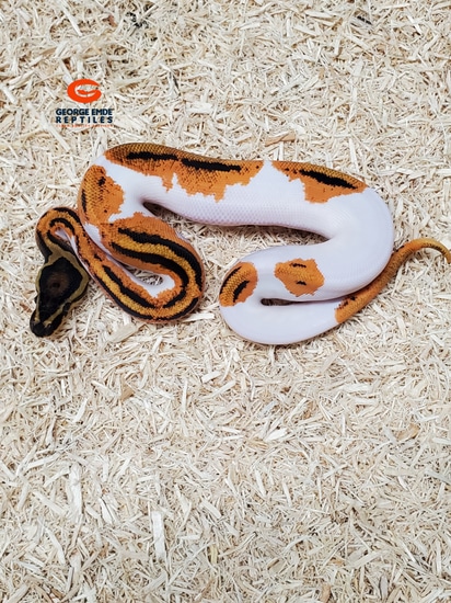 Od Yb Pied Ball Python by George Emde Reptiles