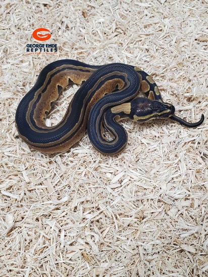 Tri Stripe Ball Python by George Emde Reptiles