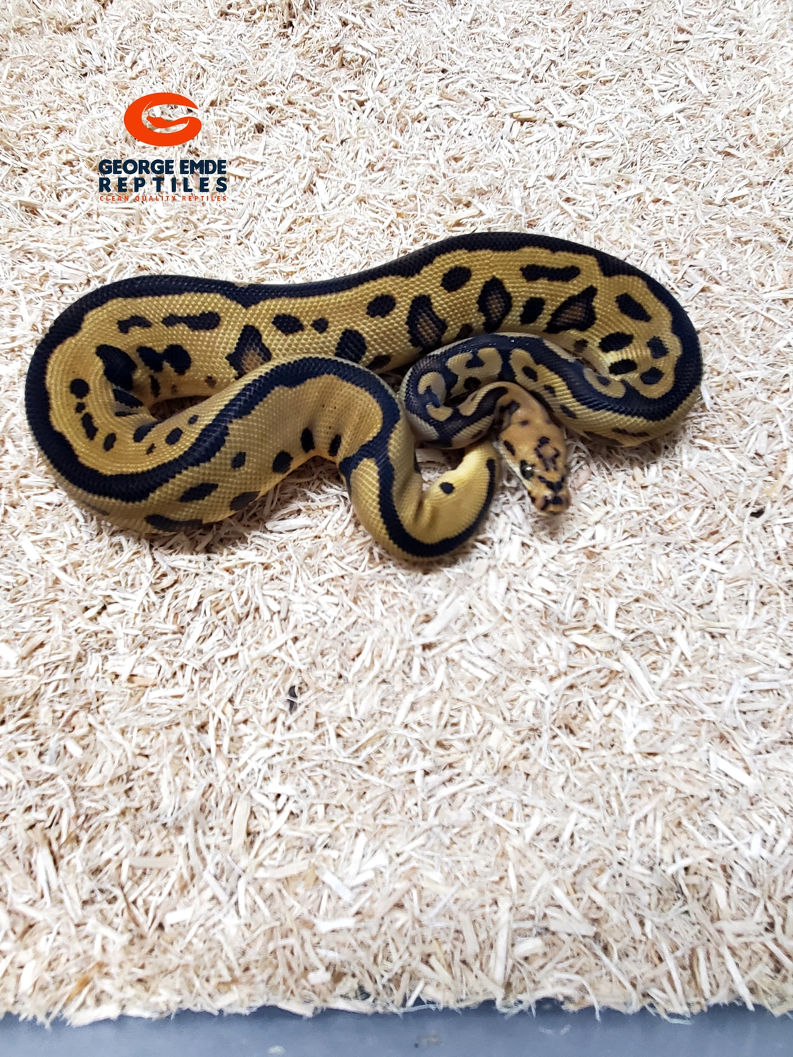 Batman Ball Python by George Emde Reptiles - MorphMarket