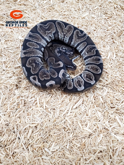 2023 Vpi Axanthic Ghi Ball Python by George Emde Reptiles