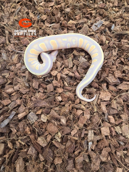Stranger Banana 50%het Clown Ball Python by George Emde Reptiles