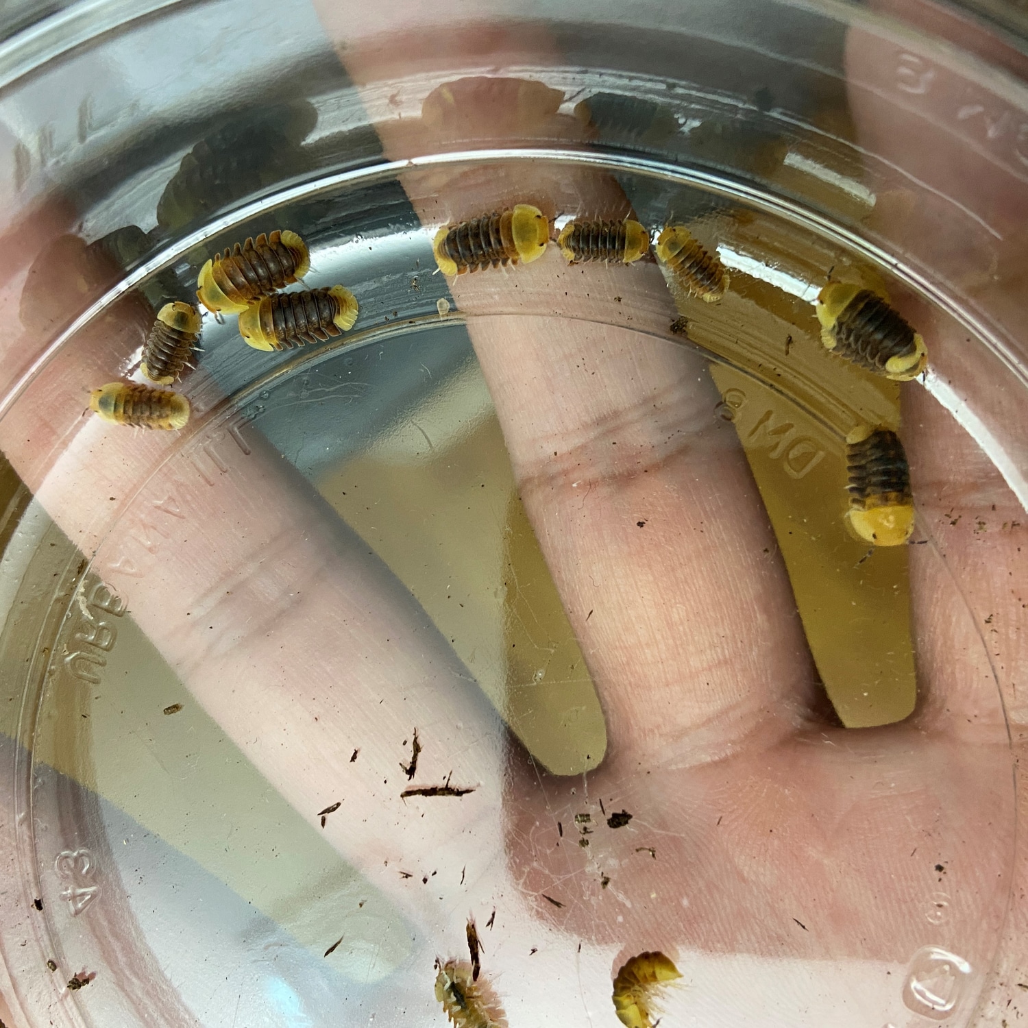 50 Ct Rubber Ducky Isopod by Gui's Gecko MorphMarket