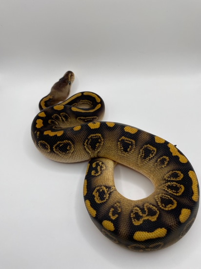 Wookie Black Pastel Yellowbelly Het Clown Ball Python by Gulf Coast Morphs
