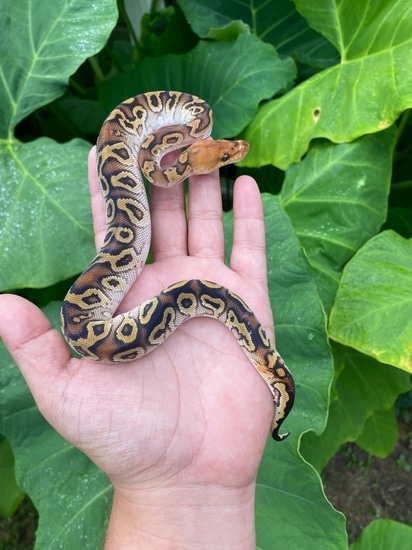 Cypress GHI Clown Ball Python by Gulf Coast Morphs