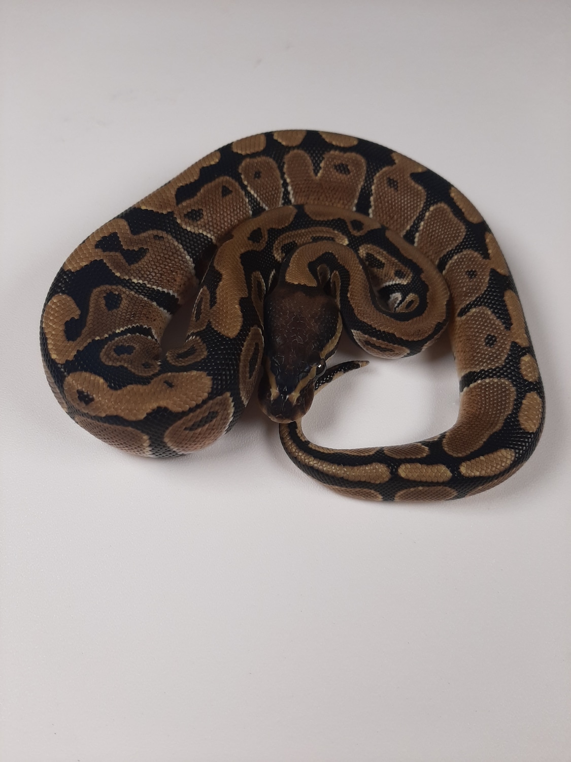 Normal Ball Python by Snizards! - MorphMarket