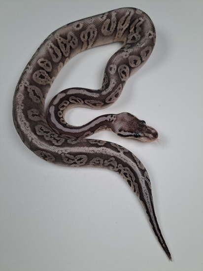 Silver Streak Ball Python by Snizards!