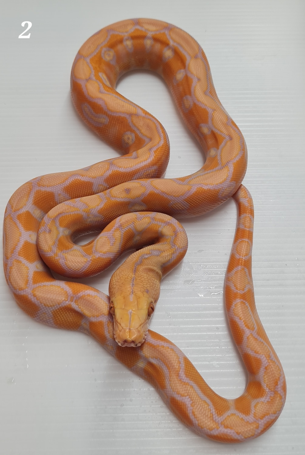 Coral Sunfire Reticulated Python by Flawless Scales - MorphMarket