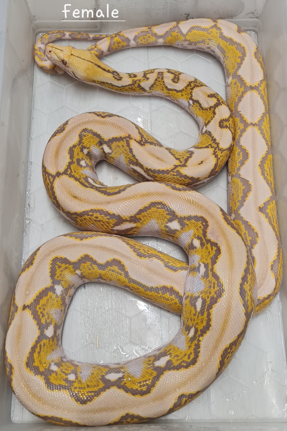 Orange Glow Reticulated Python by Flawless Scales - MorphMarket