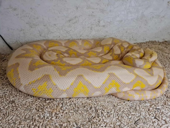 Purple Albino Reticulated Python by Flawless Scales