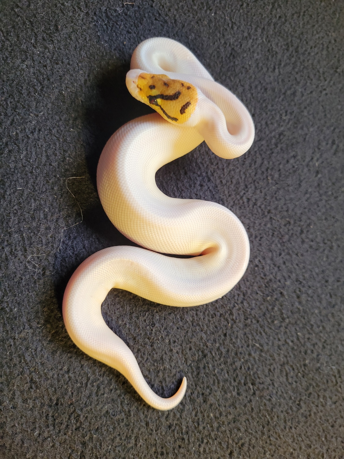 Piebald Spider Pos Gravel/yellow Belly Ball Python by Jürgen Hochholzer ...