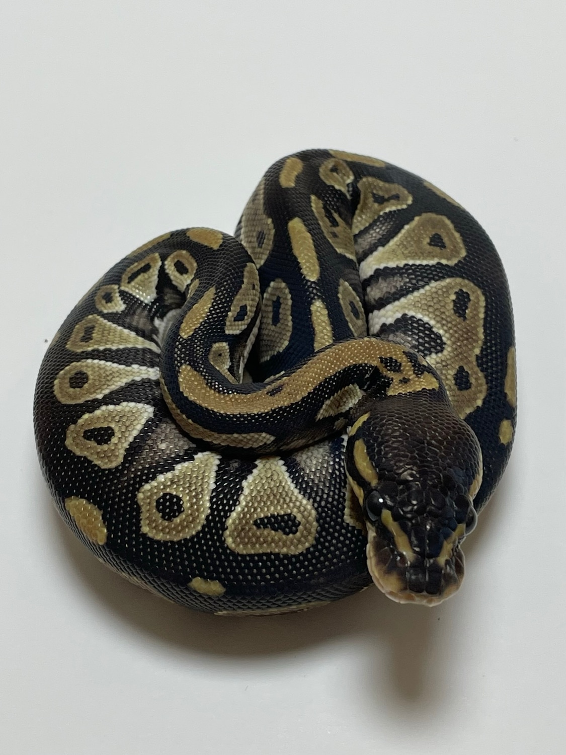 Blackhead Ringer Poss Yellow Belly Ball Python by G & S Wicked Reptiles ...