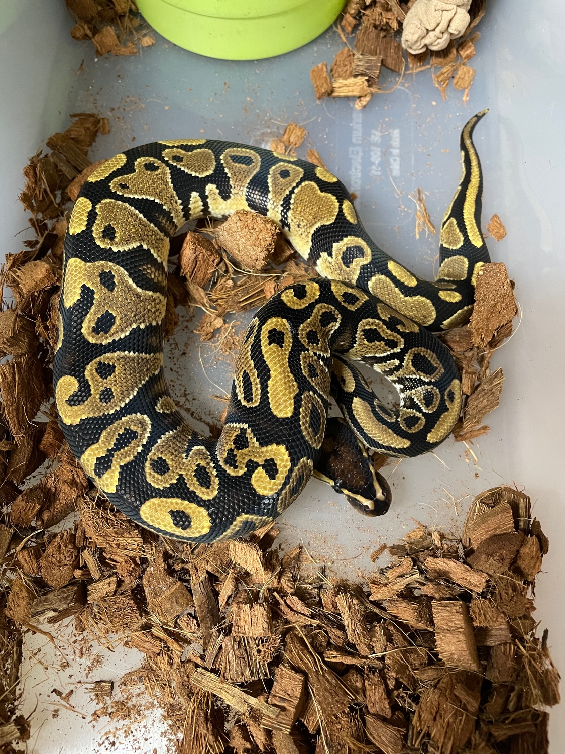 Yellow Belly Red Gene Poss Ringer Gene Ball Python by G & S Wicked ...