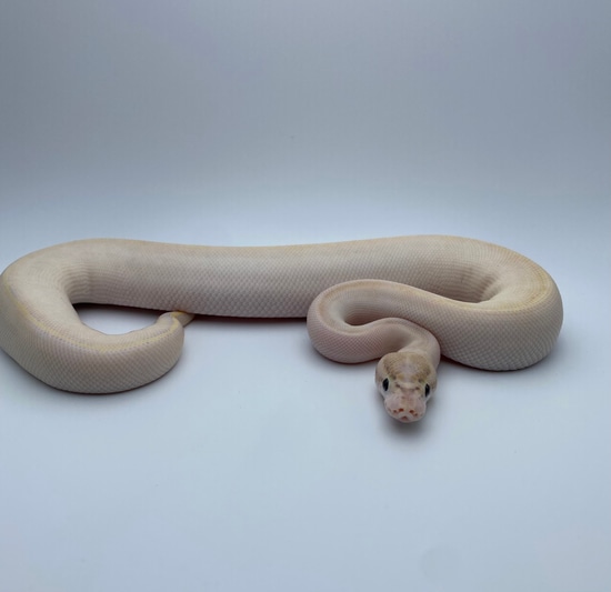 Ivory Male Ball Python by Gecko World Austin