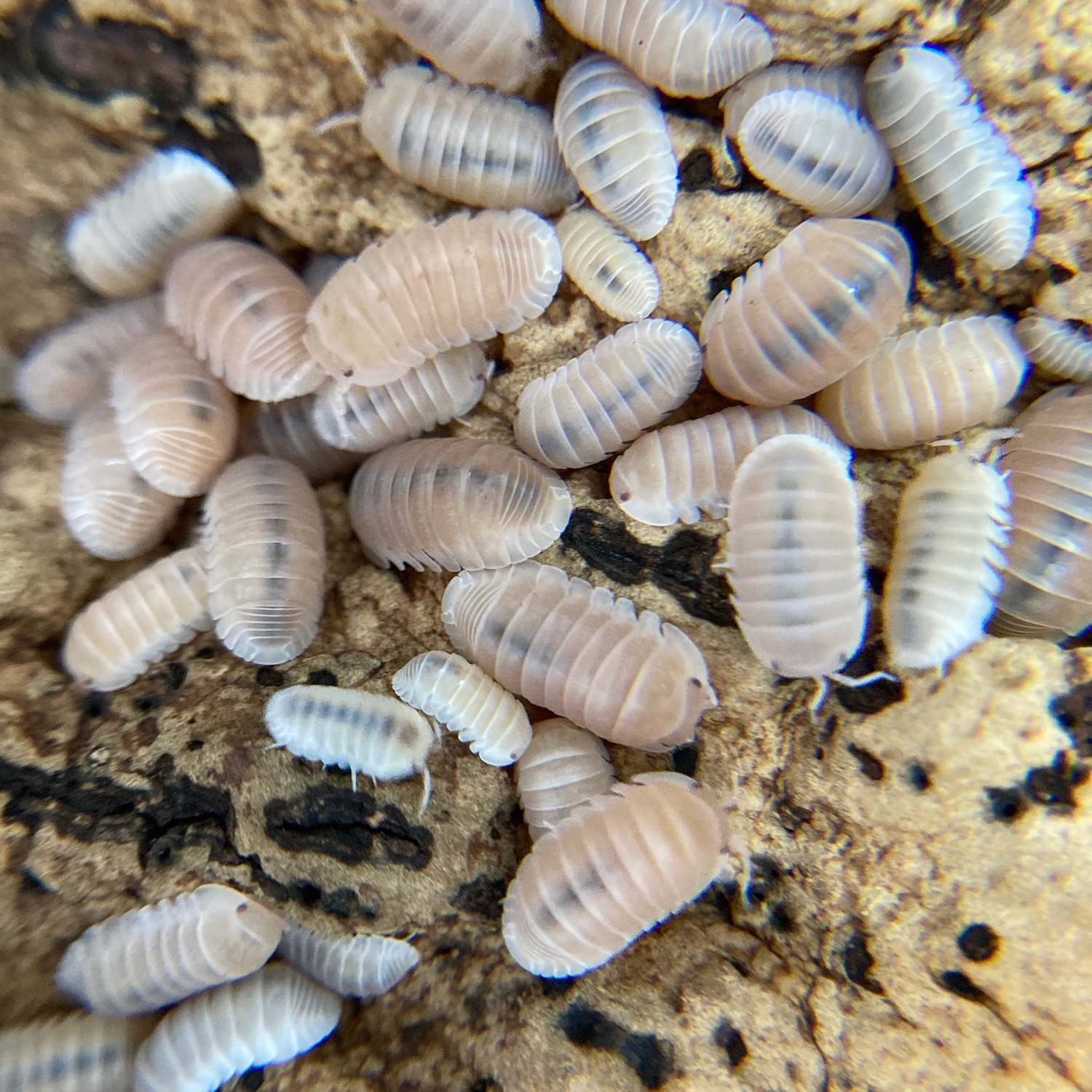 10+ Cubaris Murina "Papaya" Isopod by Amphisbaena Exotics MorphMarket