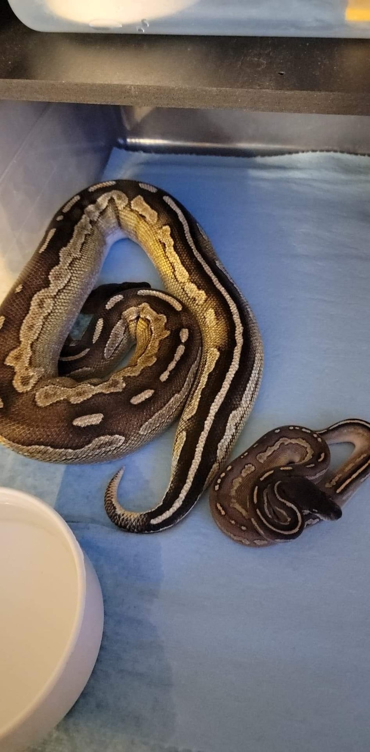 Black Head Fire Pastel Cinnamon Mojave Ball Python by H&H ColdBloods ...