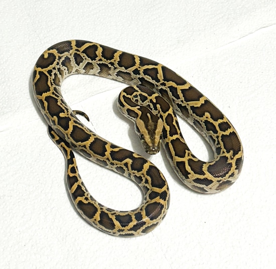 Classic Burmese Python by Hagerstown Scales & Tails