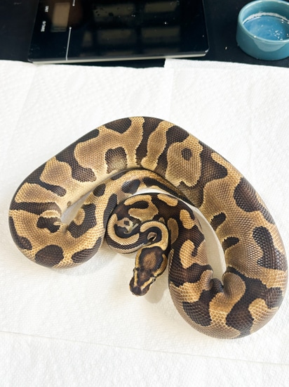 Leopard Vanilla Ball Python by Hagerstown Scales & Tails