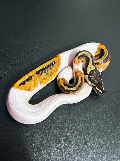 Pied Ball + Ball Python by Hagerstown Scales & Tails