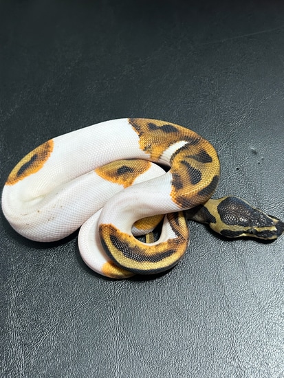 Pied Ball + Ball Python by Hagerstown Scales & Tails