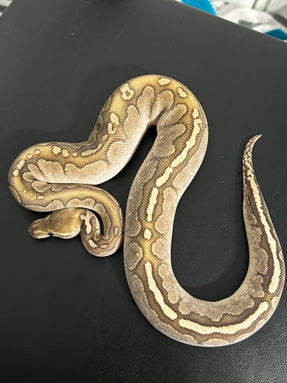 Bamboo Ball Ball Python by Hagerstown Scales & Tails