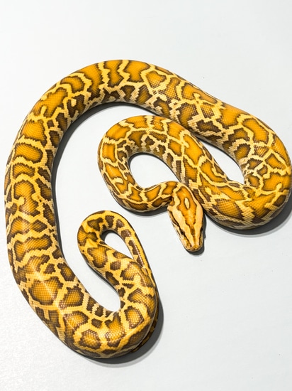 Caramel Burmese Python by Hagerstown Scales & Tails