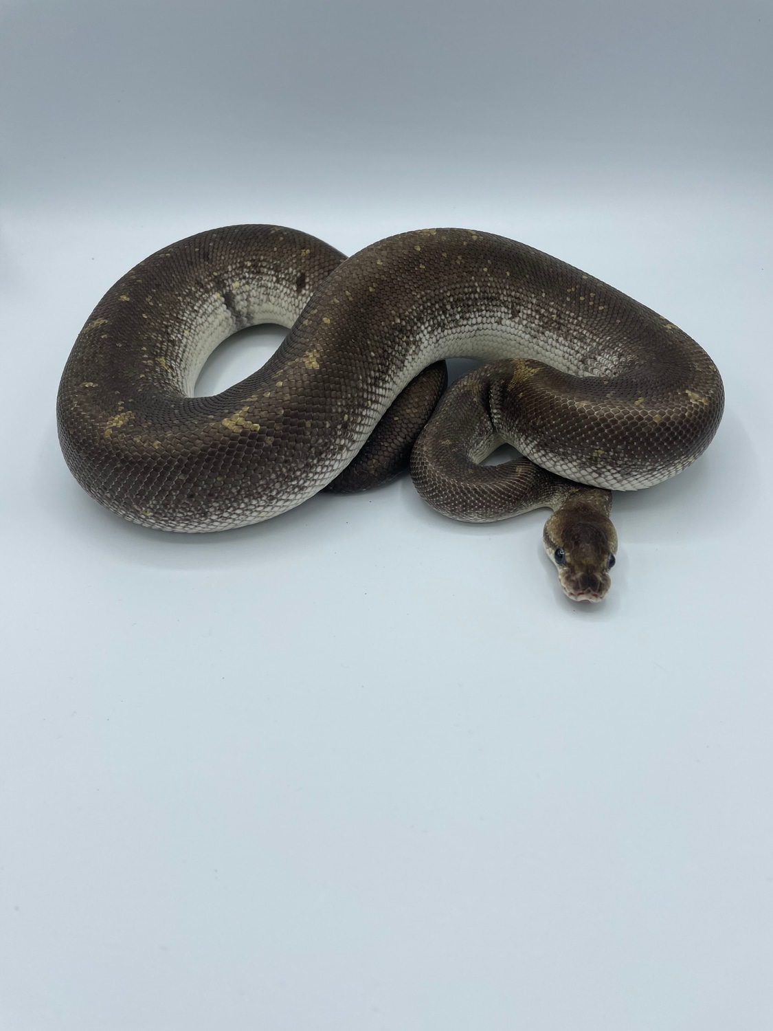 Proven Silver Bullet Ball Python by Mountain Man Constrictors LLC ...