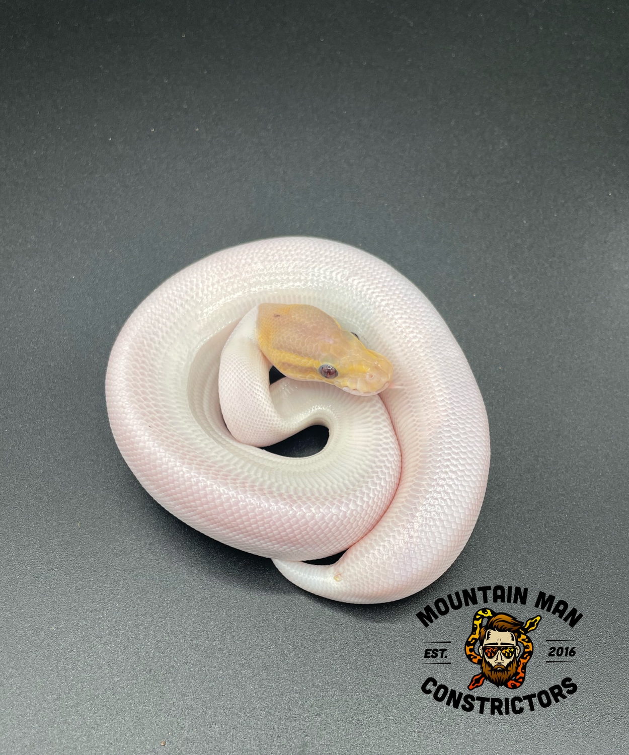 Banana Cinnamon Pied Ball Python by Mountain Man Constrictors LLC ...