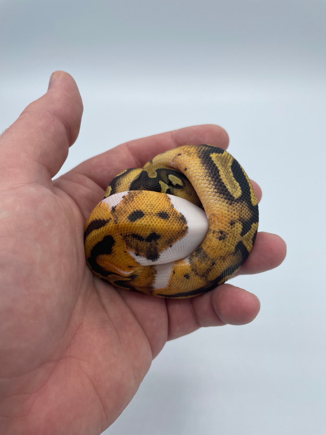 Smiley Face Pied Ball Python by Mountain Man Constrictors LLC - MorphMarket