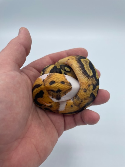 Smiley Face Pied Ball Python by Mountain Man Constrictors LLC