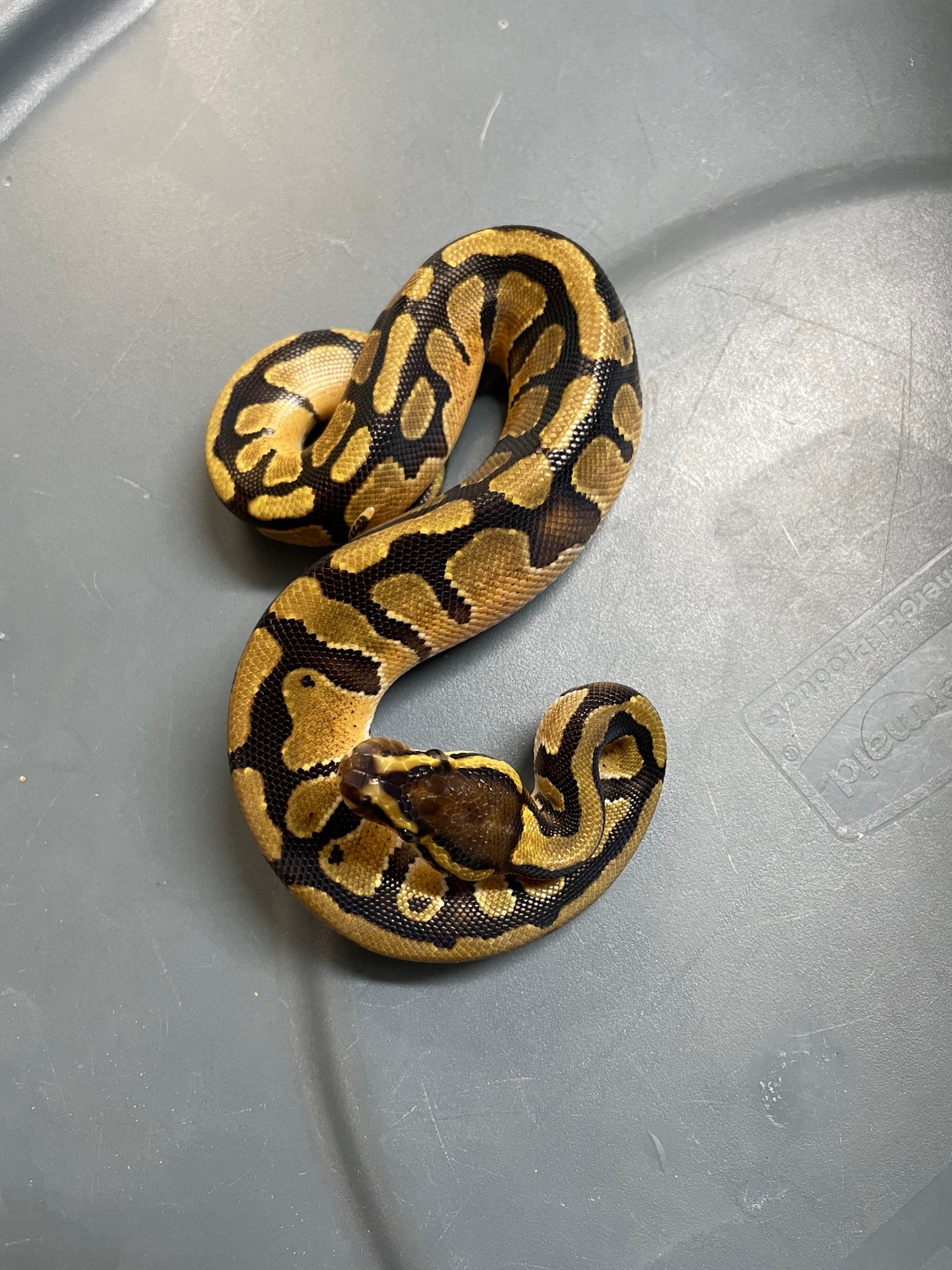 Spotnose Red Stripe Het Clown 50 Het Piebald Ball Python by Mountain