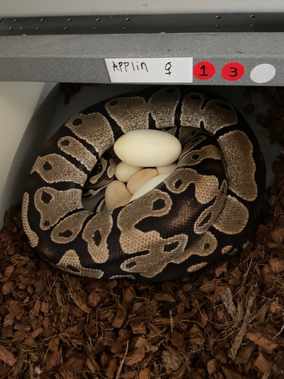 Het Pied Ball Python by Mountain Man Constrictors LLC