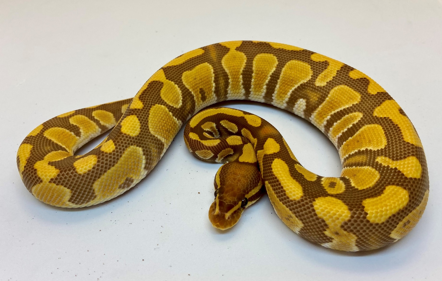 Ultramel 100% Het Piebald Ball Python by Morph Solutions Exotics ...