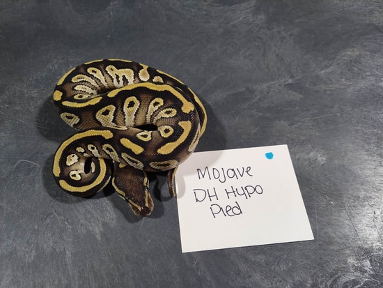 Mojave DH Hypo Pied Ball Python by Hall's Balls & Exotics