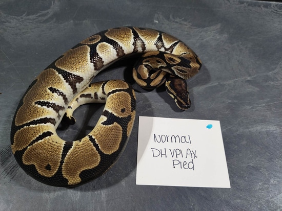 Normal DH VPI Axanthic Pied Ball Python by Hall's Balls & Exotics