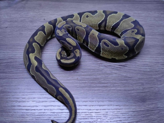 Normal DH Axanthic Pied Ball Python by Hall's Balls & Exotics