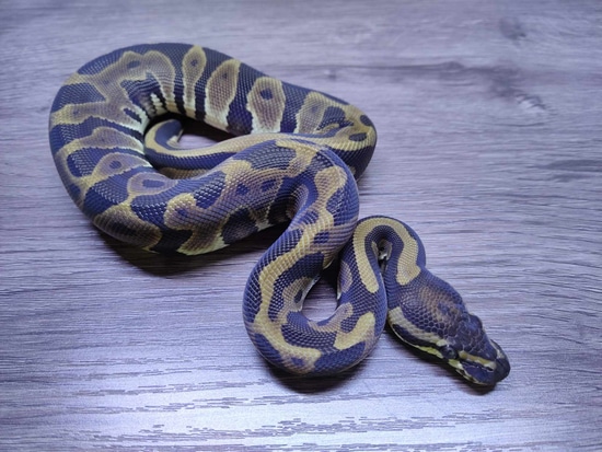 Leopard Het Pied Ball Python by Hall's Balls & Exotics