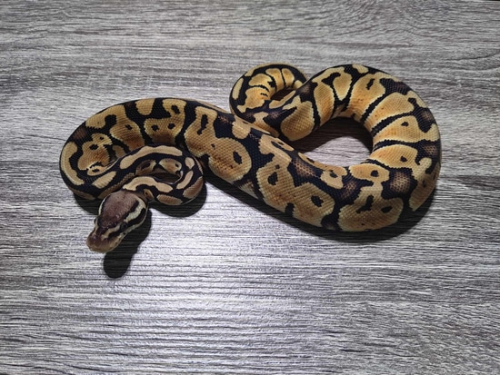 black pastel bongo ball python by freedom breeder -... Pastel Poss Bongo Ball Python by Hall's Balls & Exotics