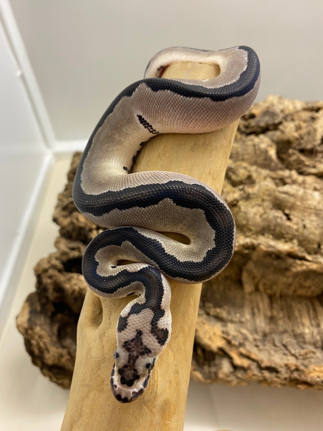 TSK Axanthic Clown Ball Python by Quality Pythons - MorphMarket