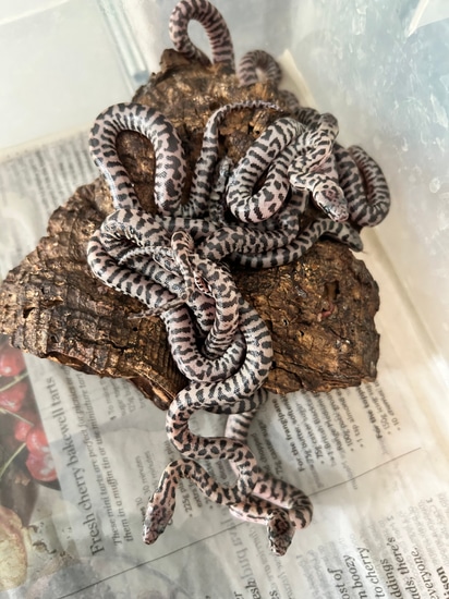 Pair Or Pygmy Banded Pythons Pygmy Python by Quality Pythons