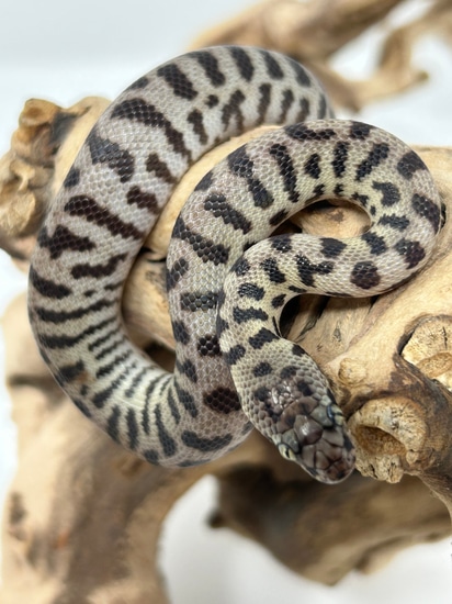 Pygmy Banded Pythons Pygmy Python by Quality Pythons