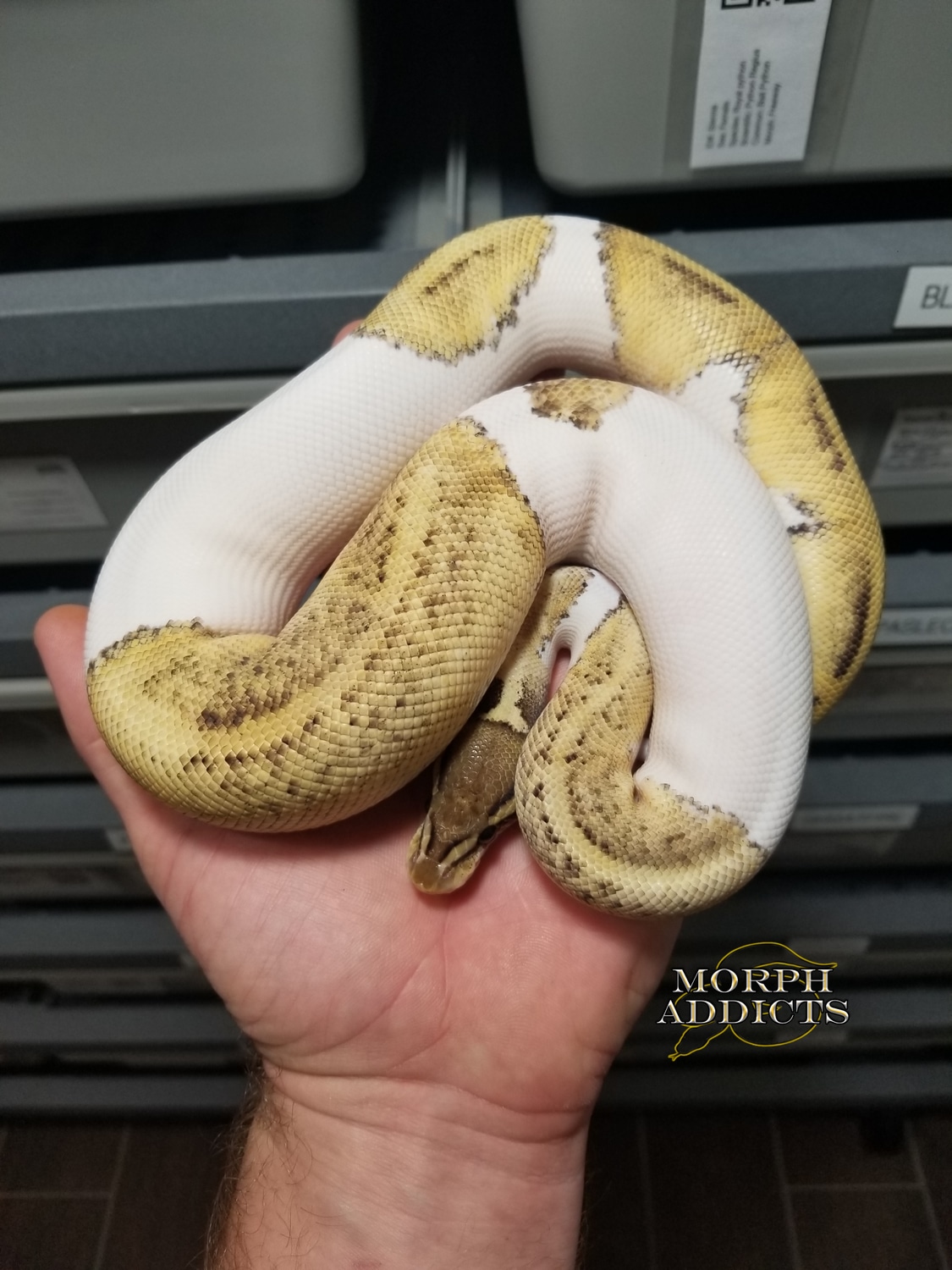 Pastave Pied Het Hypo Ball Python by Morph Addicts - MorphMarket