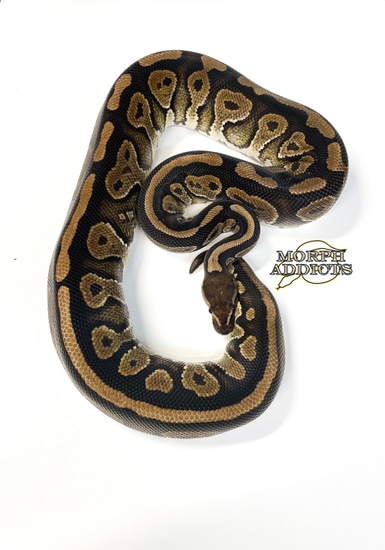 Mystic Dh Hypo Piebald Ball Python by Morph Addicts