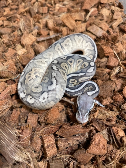 Pastel Mystic Hypo Het Pied Ball Python by Morph Addicts