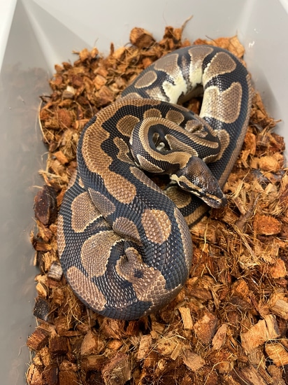 Dh Hypo Pied Ball Python by Morph Addicts
