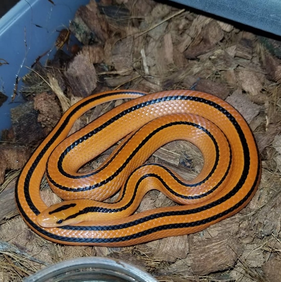 Image showcasing 1.0 2020 Thai Bamboo Rat Snake by Handmade Herps