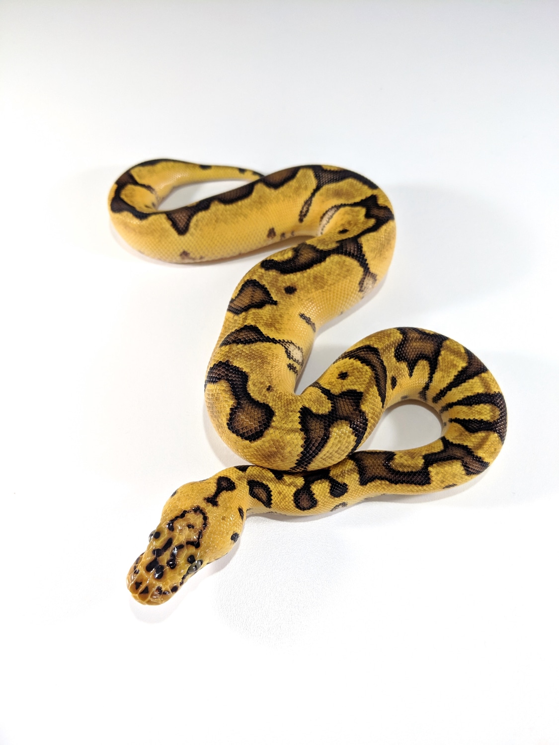 Pastel Enchi Clown Ball Python by Hannah's Hissy Fix MorphMarket