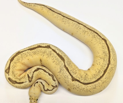 Suma Pied 50% Het Lav Ball Python by Hannah's Hissy Fix - MorphMarket