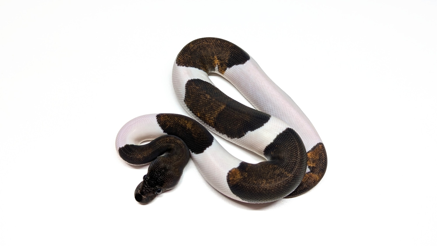Suma Pied 50% Het Lav Ball Python by Hannah's Hissy Fix - MorphMarket
