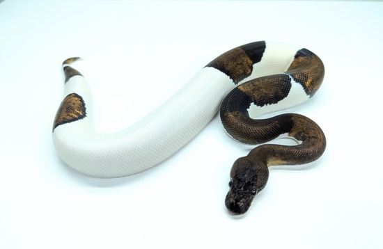 Suma Pied 50% Het Lav Ball Python by Hannah's Hissy Fix